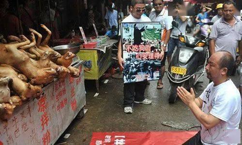 保定宠物店爆料事件最新,惊人内幕揭露行业黑幕